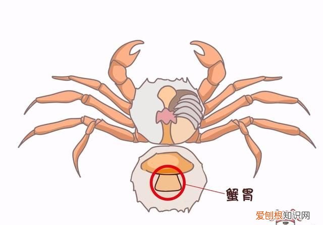 蟹黄蟹膏要怎么吃才更有营养呢,蟹黄蟹膏是螃蟹的什么做的
