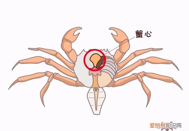 蟹黄蟹膏要怎么吃才更有营养呢,蟹黄蟹膏是螃蟹的什么做的