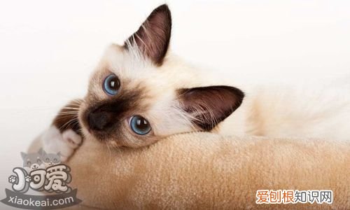 欧洲缅甸猫晕车,欧洲缅甸猫,猫,缅甸猫缅因猫