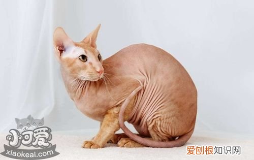 彼得秃猫眼睛浑浊,彼得秃猫,猫,猫眼睛上秃