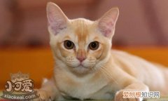 被欧洲缅甸猫咬伤,欧洲缅甸猫,猫，被缅因猫咬了怎么办