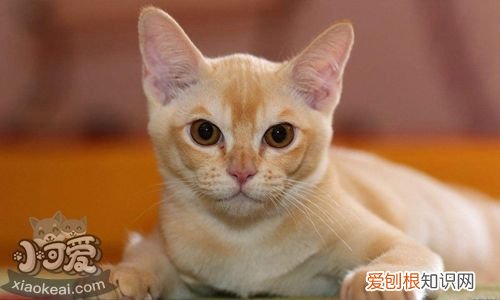 被欧洲缅甸猫咬伤,欧洲缅甸猫,猫,被缅因猫咬了怎么办