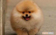 怎么让博美多喝水 博美喝水要注意事项