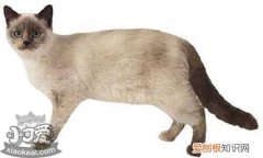 重点色短毛猫鼻子,重点色短毛猫,猫，美短猫鼻子应该什么颜色
