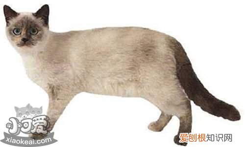 重点色短毛猫鼻子,重点色短毛猫,猫，美短猫鼻子应该什么颜色