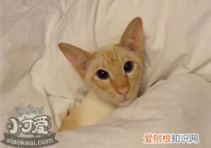 重点色短毛猫泪痕,重点色短毛猫,猫，猫咪泪痕很重颜色棕色