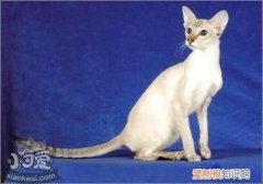 重点色短毛猫过敏,重点色短毛猫,猫，猫毛过敏可以养短毛猫吗