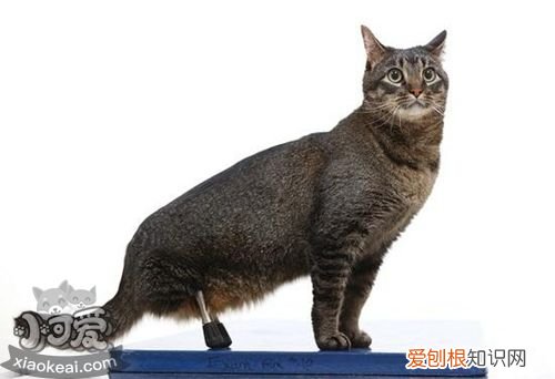 内华达猫便秘,内华达猫,猫，猫咪严重便秘