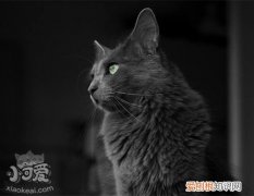 内华达猫打喷嚏,内华达猫,猫