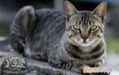 美国刚毛猫皮肤病,美国刚毛猫,猫，美国刚毛猫图片