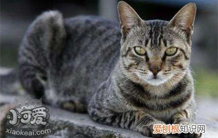 美国刚毛猫皮肤病,美国刚毛猫,猫，美国刚毛猫图片