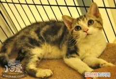 美国刚毛猫得了白血病,美国刚毛猫,猫，猫急性白血病