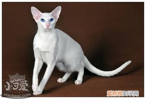 东方猫支气管炎,东方猫,猫，猫的支气管