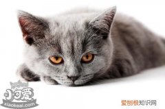 英国长毛猫便秘,英国长毛猫,猫，英国长毛猫和英短长毛