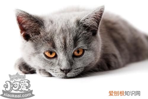 英国长毛猫便秘,英国长毛猫,猫，英国长毛猫和英短长毛