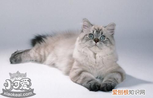 英国长毛猫有虱子,英国长毛猫,猫,英国长毛猫身长