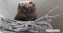 英国长毛猫口臭,英国长毛猫,猫，英国长毛猫的特征