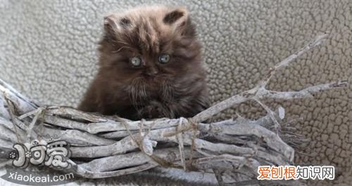 英国长毛猫口臭,英国长毛猫,猫，英国长毛猫的特征