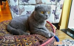沙特尔猫,泡翼线虫病,猫