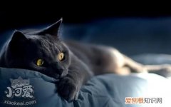 沙特尔猫肝炎,沙特尔猫,猫，猫得了急性肝炎