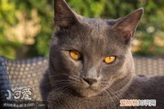 沙特尔猫排尿异常,沙特尔猫,猫，猫突然尿很少