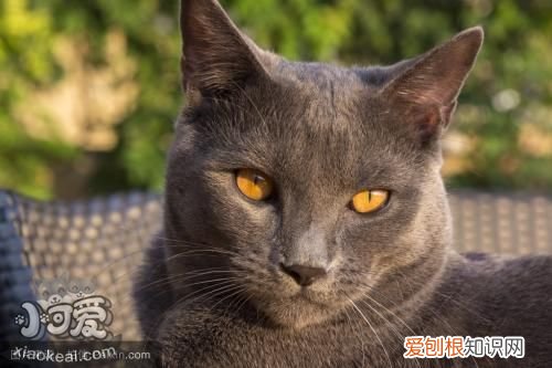 沙特尔猫排尿异常,沙特尔猫,猫，猫突然尿很少