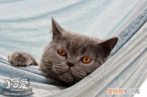 卡尔特猫得了猫瘟,卡尔特猫,猫,猫瘟皮肤病