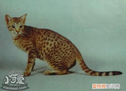 奥西猫感冒,奥西猫,猫，奥西猫多少钱一只