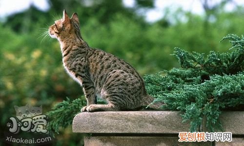 奥西猫子宫蓄脓,奥西猫,猫，猫的子宫蓄脓阿莫西林