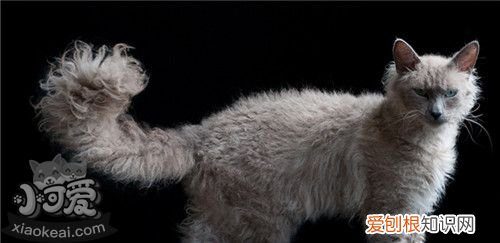 拉邦猫眼屎多,拉邦猫,猫，拉邦猫图片