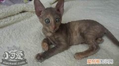 柯尼斯卷毛猫尿血,柯尼斯卷毛猫,猫，柯尼斯卷毛猫体温