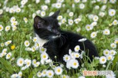 洋甘菊对猫咪有毒吗视频 洋甘菊对猫咪有毒吗