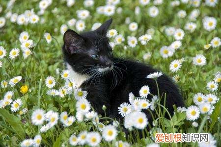 洋甘菊对猫咪有毒吗视频 洋甘菊对猫咪有毒吗