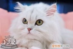 金吉拉猫洗耳朵,金吉拉猫,猫，金吉拉和折耳配出的猫叫什么