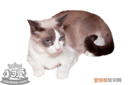 雪鞋猫发烧,雪鞋猫,猫，雪鞋猫眼睛什么颜色