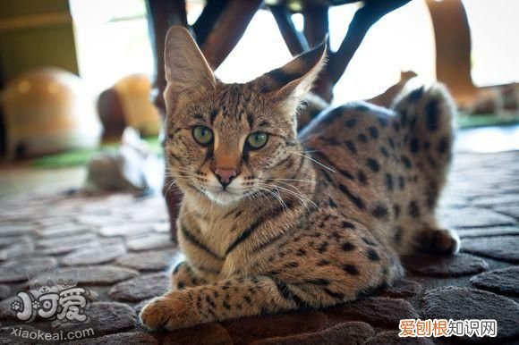 热带草原猫得了猫癣,热带草原猫,猫，猫咪得皮癣的原因