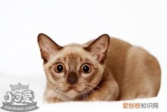 缅甸猫得了皮肤病,缅甸猫,猫，缅甸猫缅因猫