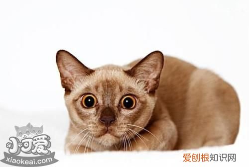 缅甸猫得了皮肤病,缅甸猫,猫，缅甸猫缅因猫