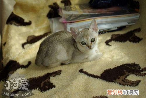新加坡猫感冒,新加坡猫,猫，新加坡麻烦猫