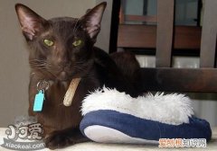 哈瓦那棕猫打喷嚏,哈瓦那棕猫,猫，哈瓦那棕猫多少钱