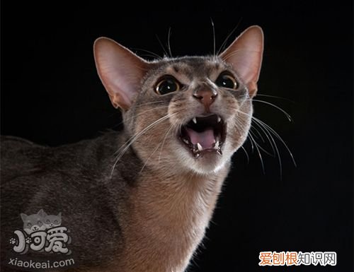 阿比西尼亚猫眼屎多,阿比西尼亚,猫，阿比西尼亚猫分类