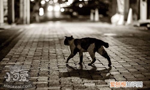 日本短尾猫身上有小疙瘩,短尾猫,猫,宠物猫细小症状