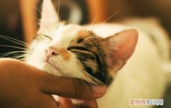 流浪小奶猫能吃什么?没有猫粮猫奶 流浪小奶猫能吃什么