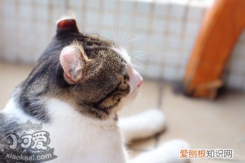 美国卷耳猫狂犬病吗,美国卷耳猫,猫,美国卷耳猫和折耳猫