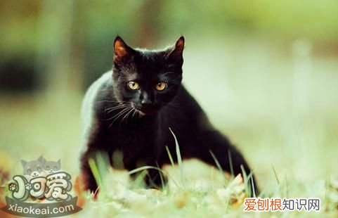 孟买猫癌症,孟买猫,猫,孟买猫是哪个国家的猫