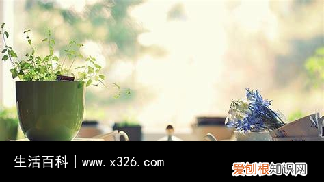 荆棘花代表的意义 荆棘花的象征意义