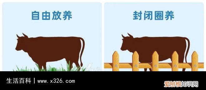 牡蛎牛肉怎么做 牛牡蛎肉图片大全