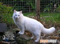 土耳其梵猫乳腺肿瘤,土耳其梵猫,猫，土耳其梵猫属于什么猫
