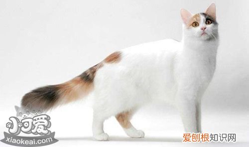 土耳其梵猫打喷嚏,土耳其梵猫,猫，土耳其梵猫长什么样