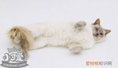 巴厘猫猫鼻支,巴厘猫,猫，猫咪得猫鼻支